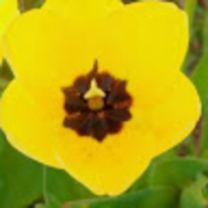 Meet your Posher, Tia